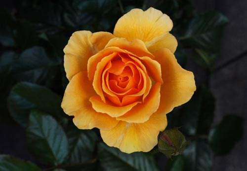 Sri_Chinmoy_rose Sri Chinmoy Rose